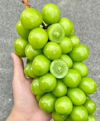 kupować Pionowa zgrzewarka tacek do winogron Sunshine Rose produkcja online